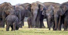 Sri Lanka count finds more elephants than expected (AP)