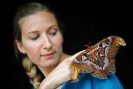 Staff member Jo Maxwell with an Atlas moth at Kew Gardens in London in May