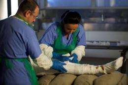 Staff work on the mummification process for 'Torquay Tutankhamun' Alan Billis
