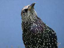 Starlings give clue to irrational preferences