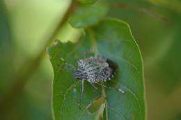 Stink bugs shouldn't pose problem until late summer