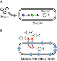 Striking the right balance: JBEI researchers counteract biofuel toxicity in microbes