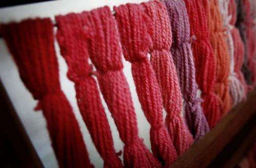 Strings dyed from an acid produced by cochineals