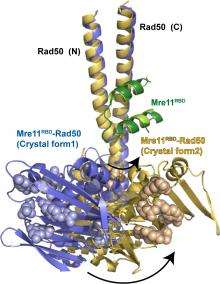 Structure of DNA repair complex reveals workings of powerful cell motor
