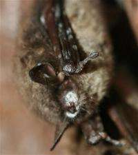 Study: Bat disease may increase farm pesticide use (AP)