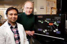 Study discovers how cancer-causing bacterium spurs cell death