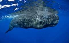 Study finds evidence of sperm whale culture