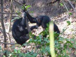 Study finds savanna chimps exhibit sharing behavior like humans