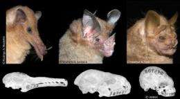 Studying bat skulls, evolutionary biologists discover how species evolve