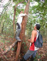 Study: New Method Can Aid Rainforest, Help Loggers