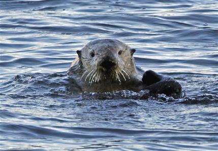 Study shows best places to protect marine mammals (AP)