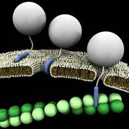 Study shows cell-penetrating peptides for drug delivery act like a Swiss Army Knife