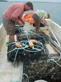 Study suggests alternative treatment for bacteria in oysters