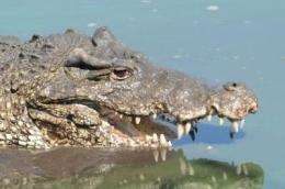 Study: Wild Cuban crocodiles hybridize with American crocs 