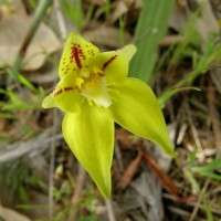 Study will determine whether viruses can help orchids