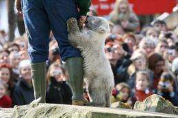 Stuffed toy "Knut" bears sold out several times over, the cub made it onto the cover of glossy magazine Vanity Fair