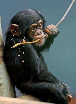 Sule, an 18-month old male Chimpanzee, eats an oatmeal and honey mixture on a stick