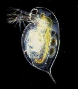 Surprising results in the first genome sequencing of a crustacean 