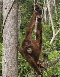 Survey: Indonesians killed 750 orangutans in year (AP)