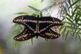 Swallowtail butterflies use its legs to taste plants to see which leaves offer its eggs the best chance of survival