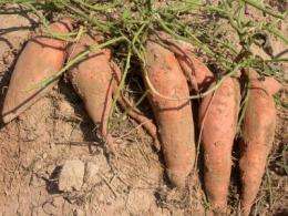 Sweetpotato foundation seed tested in commercial operations