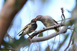 Sweet success: First recorded wild breeding from captive-bred Regent Honeyeater