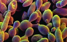 'Synthetic' chromosome permits repid, on-demand 'evolution' of yeast