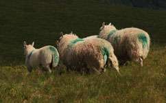 Tailored solutions best for costly sheep infection