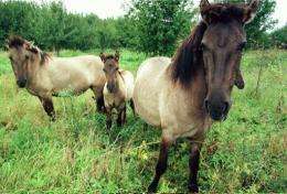 Tarpan horses, a breed that disappeared from the wild in Europe two centuries ago, will soon be reintroduced in Bulgaria
