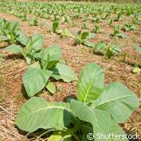 Tests underway for new HIV drug farmed from GM tobacco plants