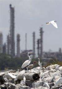 Texas wetland restoration could be model for Gulf (AP)