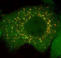 Worm studies shed light on human cancers