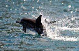 The 150 or so dolphins frolic in Port Phillip Bay and the Gippsland Lakes