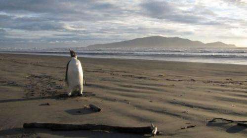 The appearance of an Emperor penguin in New Zealand has astonished wildlife experts