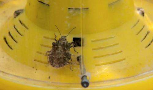 The brown marmorated stink bug, an invasive insect species from Asia, is seen in a trap on the Catoctin Mountain Orchard