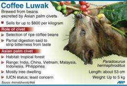The civet cat's digestive process gives the famed flavor to Luwak, the world's rarest and most expensive coffee