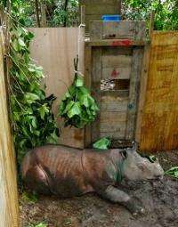 The critically endangered Sumatran rhino is a mostly solitary animal except for courtship and rearing young