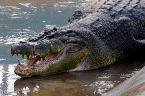 The crocodile was named Lolong after one of the trappers who died of a heart attack on the eve of its capture