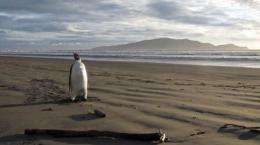The Emperor penguin which arrived washed up in New Zealand, some 3,000 kilometres from his Antarctic home