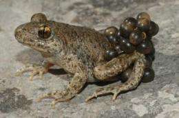 The end is in sight for amphibian fungal disease 