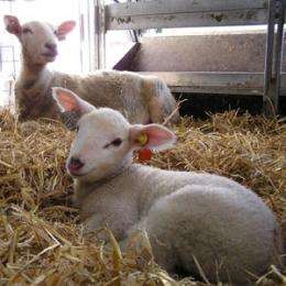 The ewe can mitigate adverse experiences in her lambs