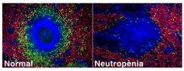 The existence of neutrophils in the spleen discovered