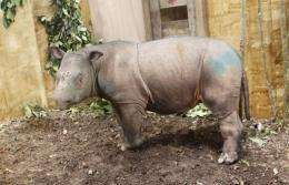 The female rhino was caught on December 18 and is being kept in the Tabin Wildlife Reserve in Sabah