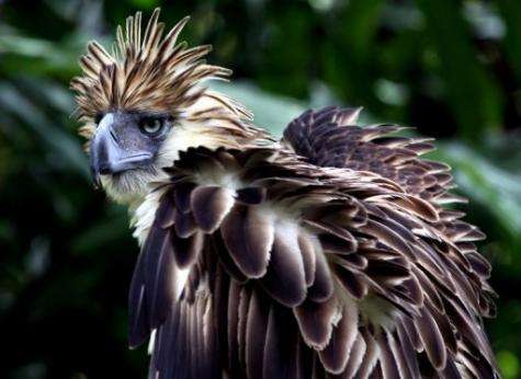 The giant forest-dwelling Philippines eagle is considered one of the largest and most powerful eagles in the world