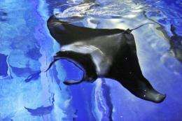 The giant manta ray is a cousin of the shark