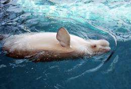 The highly sound-sensitive beluga, or white whale