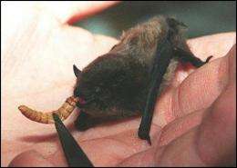The iBats app can record the calls of more than 900 species of bat