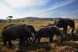 The Kenya Wildlife Service plans to move 200 elephants in all