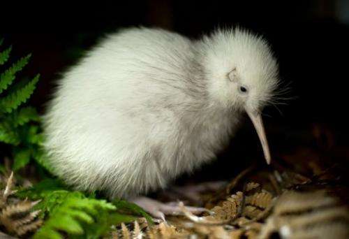 The male kiwi chick, named Manukura, hatched on May 1 at a sanctuary north of Wellington