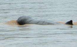 The Mekong River Irrawaddy dolphin has been listed as critically endangered since 2004